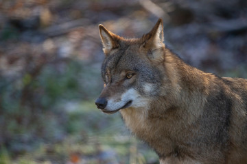 Naklejka na ściany i meble European Wolf, Canis lupus lupus