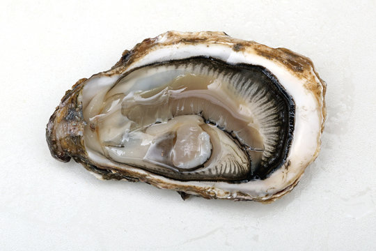 Raw Open Oyster