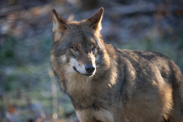 European Wolf, Canis lupus lupus