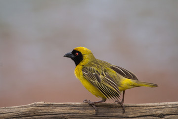 Yellow Bishop