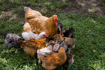 HEN GRAZING WITH HER CHICKS