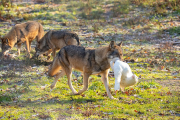 European Wolf, Canis lupus lupus