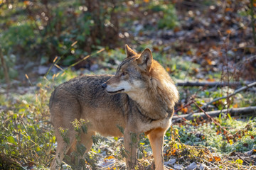European Wolf, Canis lupus lupus