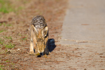 Brown hare