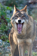 European Wolf, Canis lupus lupus