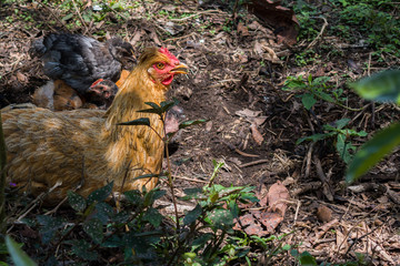 HEN GRAZING WITH HER CHICKS