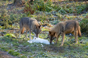 European Wolf, Canis lupus lupus