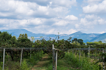Fototapeta na wymiar Vineyard with mountains on the landscape.