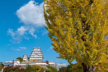Himeji castle in the background with yellow ginkgo biloba tree during autumn season in Hyogo...