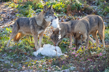 European Wolf, Canis lupus lupus © Gert Hilbink