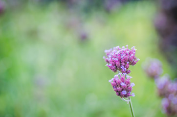 purple flower meadow herbs