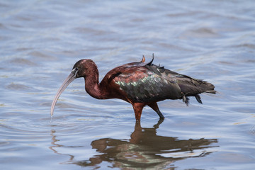 Glossy Ibis