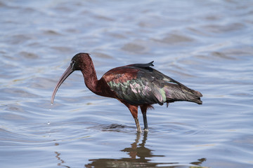 Glossy Ibis