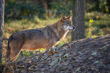European Wolf, Canis lupus lupus