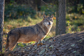 Naklejka na ściany i meble European Wolf, Canis lupus lupus