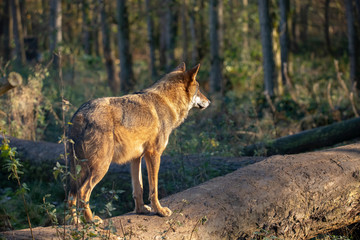 European Wolf, Canis lupus lupus