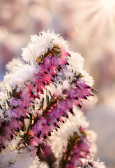 Flowering winter heath, Erica carnea, covered with white hoar frost  - obrazy, fototapety, plakaty