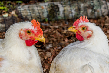FARM CHICKENS