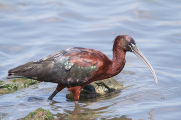 Glossy Ibis