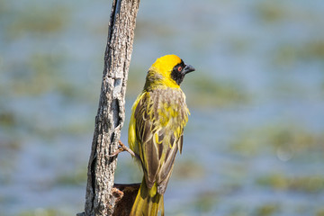 Yellow Bishop