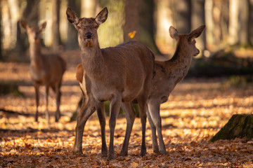 Deer, Red Deer. Cervus elaphus