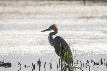 Goliath Heron