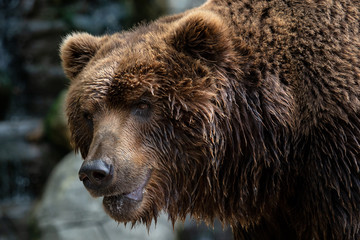Fototapeta premium Front view of brown bear. Portrait of Kamchatka bear (Ursus arctos beringianus)