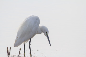 Little Blue Heron