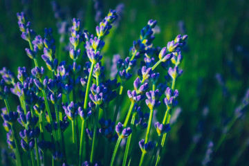 Beautiful violet wild Lavender backdrop meadow close up. French Provence field of purple lavandula herbs blooming.