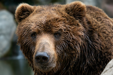 Front view of brown bear. Portrait of Kamchatka bear (Ursus arctos beringianus)