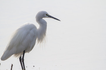 Little Blue Heron