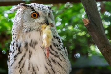 Siberian Eagle Owl with prey in the beak. Bubo bubo sibiricus, the biggest owl in the world.