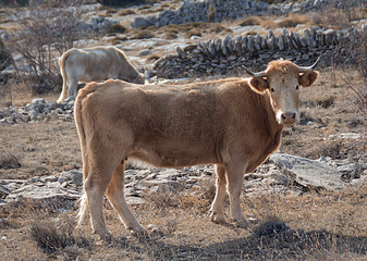 Vacas en un terreno abancalado de escalonamiento,