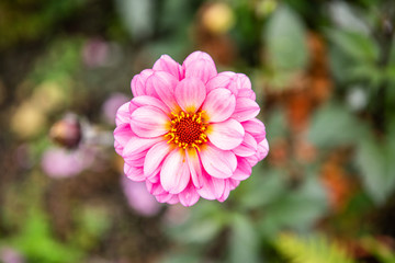 Obraz premium Fleur du printemps