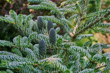 The cones on the branches of spruce (Abies koreana Silberlocke) grow vertically. Cones grow on...