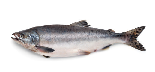 Fresh atlantic salmon fish