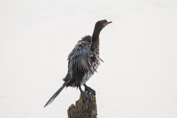 Reed Cormorant