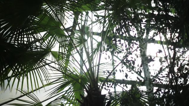 Green palm trees in a botanical garden light sunlight beautiful natural nature summer tropical beauty closeup date forest landscape europe leaves fresh close up
