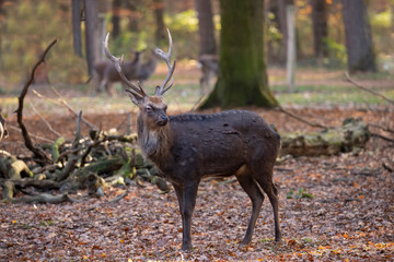 Sika deer, Cervus nippon