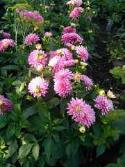 Pink dahlia flower plant in summer garden