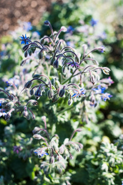 Borage flowers