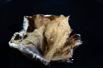 The decomposition of the foliage begins when the leaves are on the ground, by fungi, bacteria and mites 