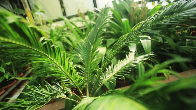 Big green palm trees in a botanical garden light sunlight beautiful natural nature summer tropical beauty closeup date forest landscape europe leaves fresh close up