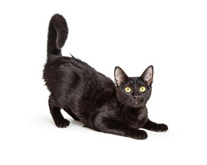 Playful Black Cat With Tail in Air