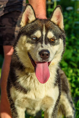 closeup portrait of siberian husky