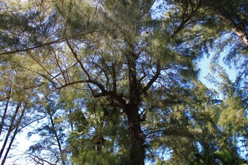 Obraz premium Looking up into a canopy of tropical trees, Havana, Cuba.