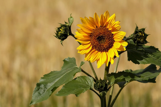 Yellow Sunflower in the summer in Lund Sweden