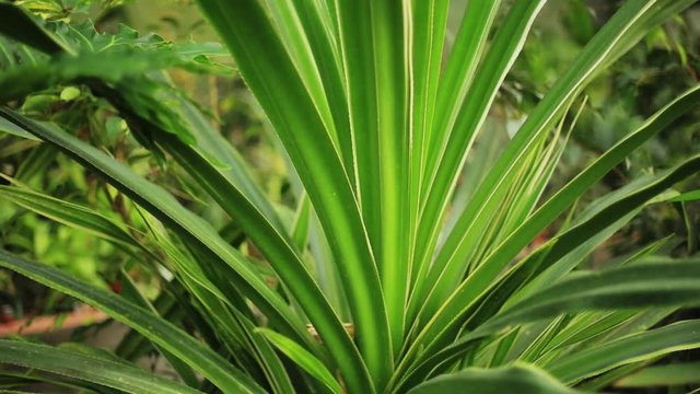 Amazing green palm trees light sunlight beautiful natural nature summer tropical beauty date forest plants landscape europe fresh flora indoors slow motion