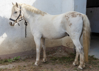 Obraz na płótnie Canvas beautiful white young horse