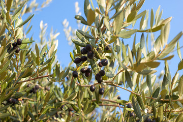 Trees with olives, green leaves and sunlight. Agriculture Italy.
